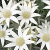 Flannel Flowers Plant paint by number