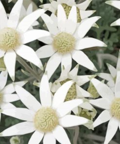 Flannel Flowers Plant paint by number