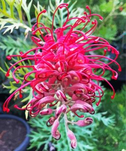 Grevillea Plant paint by number