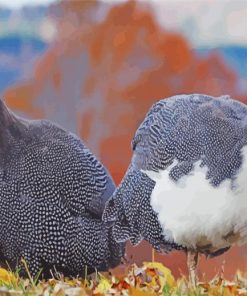 Guineafowl Birds Paint by number