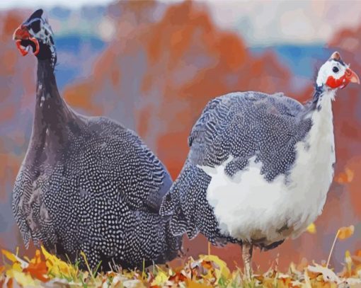 Guineafowl Birds Paint by number