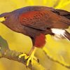 Harris Hawk paint by number