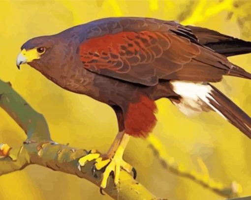 Harris Hawk paint by number