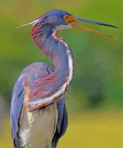 Louisiana Heron Bird Illustration paint by number