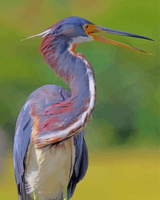 Louisiana Heron Bird Illustration paint by number