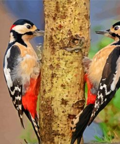 Male And Female Woodpecker paint by number