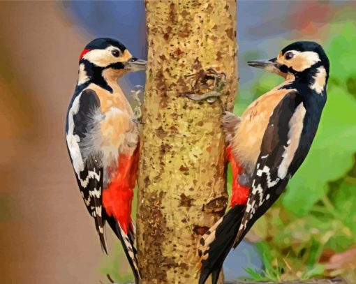 Male And Female Woodpecker paint by number