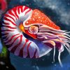 Nautilus Animal Art paint by number