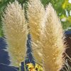 Pampas Grass Plant paint by number