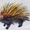 Porcupine Art paint by number