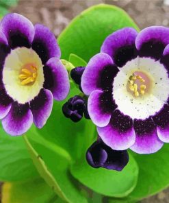 Purple Primula Auricula Flowers paint by number