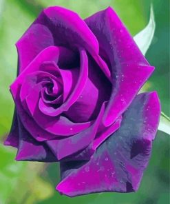 Purple Rose paint by number