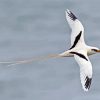 Red Tailed Tropicbird paint by number