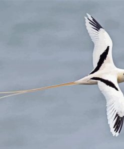 Red Tailed Tropicbird paint by number