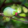 Rose Ringed Parakeet paint by number