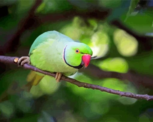 Rose Ringed Parakeet paint by number