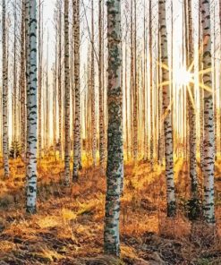 Silver Birch Forest paint by number