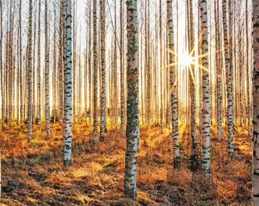 Silver Birch Forest paint by number