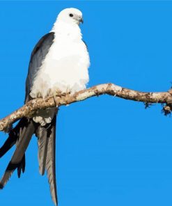 Swallow Tailed Kite On Stick paint by number