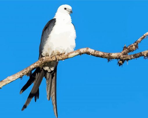 Swallow Tailed Kite On Stick paint by number