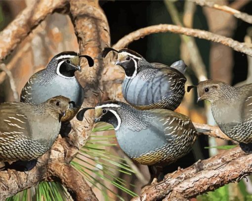 The California Quails paint by number