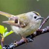 The Goldcrest Bird paint by number