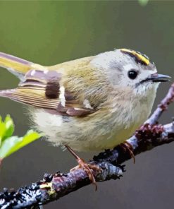 The Goldcrest Bird paint by number