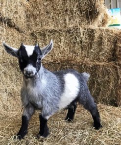 Adorable Pygmy Goat paint by number