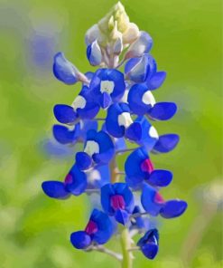 Aesthetic Blue Bonnet paint by number