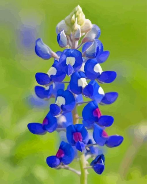 Aesthetic Blue Bonnet paint by number