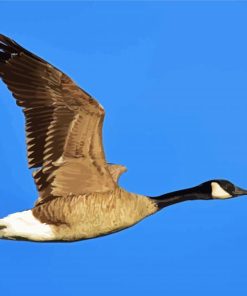 Aesthetic Canada Geese paint by number