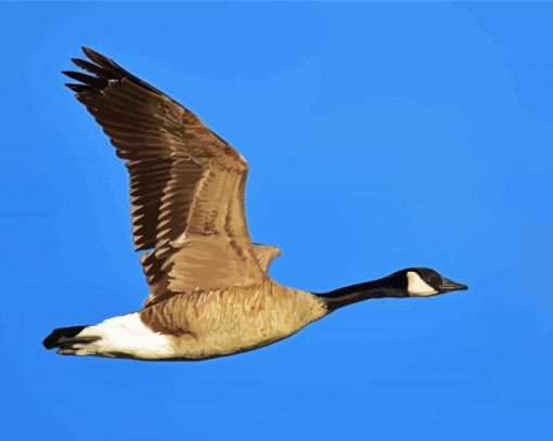 Aesthetic Canada Geese paint by number