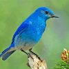 Aesthetic Mountain Bluebird Art paint by number