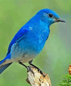 Aesthetic Mountain Bluebird Art paint by number