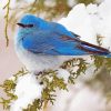 Aesthetic Mountain Bluebird paint by number