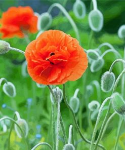 Aesthetic Orange Poppy paint by number