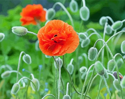 Aesthetic Orange Poppy paint by number