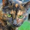 Aesthetic Tortoise Shell Cat paint by number