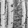 Black And White Landscapes With Birch Trees paint by number