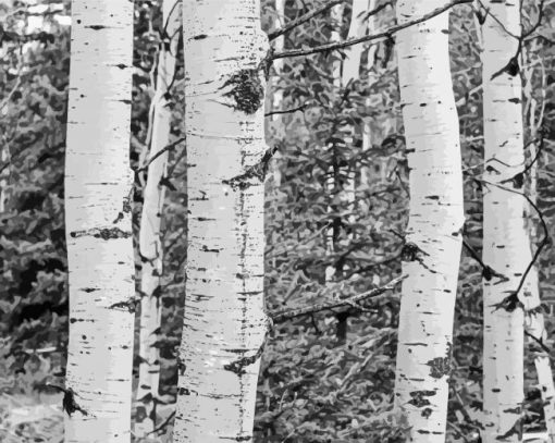 Black And White Landscapes With Birch Trees paint by number