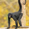 Black Spider Monkey Tail Paint by number