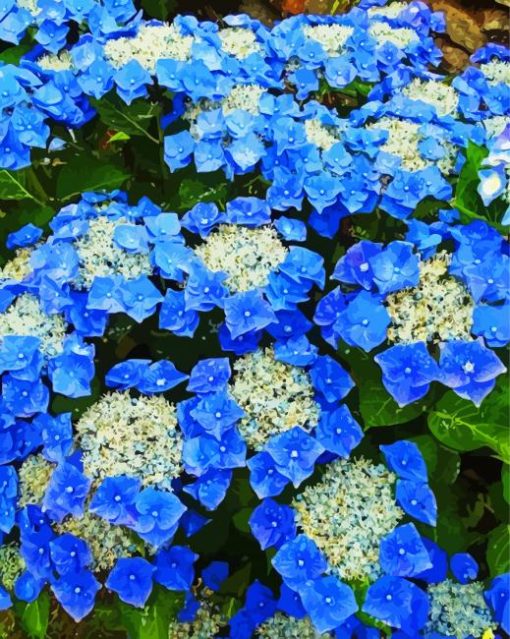 Blue Blue Hydrangeas paint by number