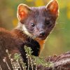 Brown Marten Animal paint by number