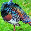 Cool Bird Turkey paint by number