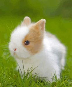 Cute Baby Rabbit Paint by number