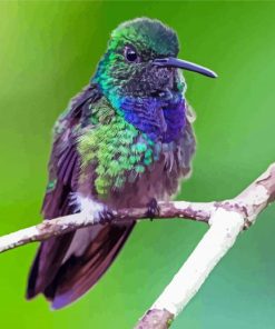 Cute Purple Hummingbird paint by number