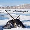 Narwhals Northwestern Animals paint by number