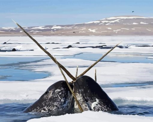 Narwhals Northwestern Animals paint by number