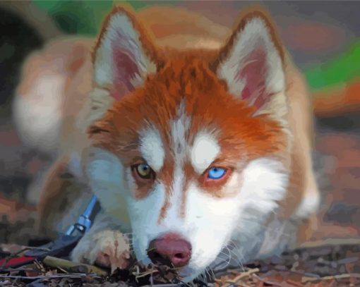 Red And White Husky Dog paint by number