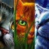 Warrior Cats paint by number